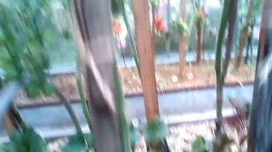 Обзор  томата "Вишня желтая"