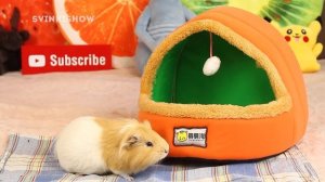 СКЕТЧ ОЖИДАНИЕ И РЕАЛЬНОСТЬ Морские Свинки ПРОТИВ РЕАЛЬНОСТИ! SvinkiShow