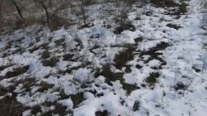 ЗАЙКА.  Охота на русака с гончей