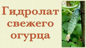 Получение гидролата свежего огурца
