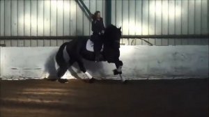 Lucaz SPORT stallion of 2011i s training flying changes.