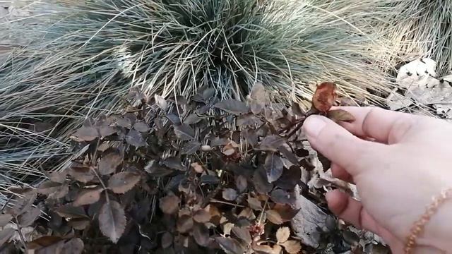 Покупки с Wildberries для садаРозы КАРДАНА в грунтеКуда использовать просроченные удобрения