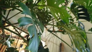 Цветочное пространство Pro Anta’s/Карелия часть1