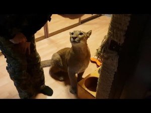 Пума Месси просит есть. Puma Messi asks to eat