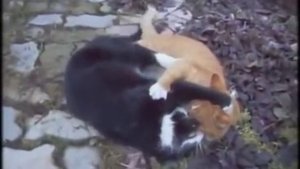 Жёсткие Драки Котов