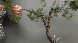 Elsa Boudouri - Cupressus sempervirens "Mission & Legends" Bonsai Styling Video Contest - Part 1