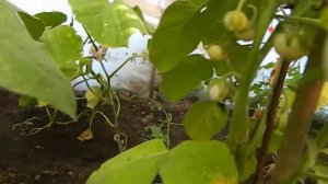 Солянум Золотые яйца.