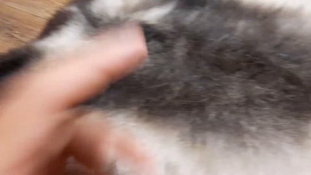 ШКУРА ОВЧИНЫ ЧЕРНО-БЕЖЕВАЯ (КОД: 4541) смотреть онлайн