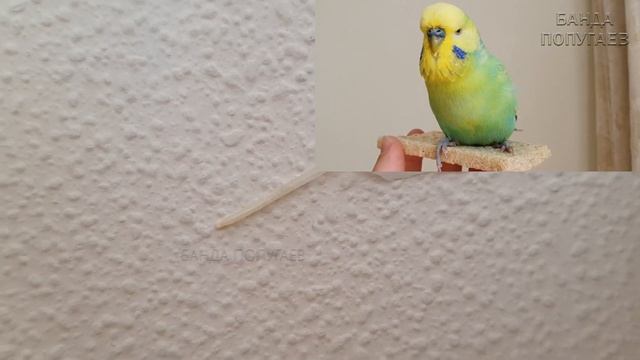 ? Очинный клещ || Что это такое? || Нет ли его у попугая?! || Как определить? смотреть онлайн