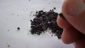 Шульта лесной чай