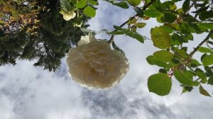 White Licorice rose in zone 10B