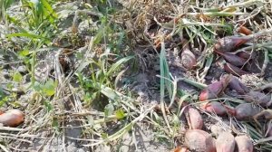 Лук СОРОКОЗУБКА 20 21 г //Вопросы и ответы// # 5#