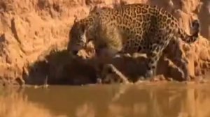 Видео песня про реку Амазонка