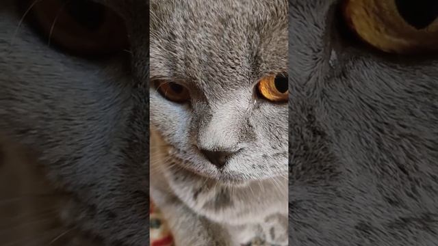 Брит кот#очаровашка #котики смотреть онлайн