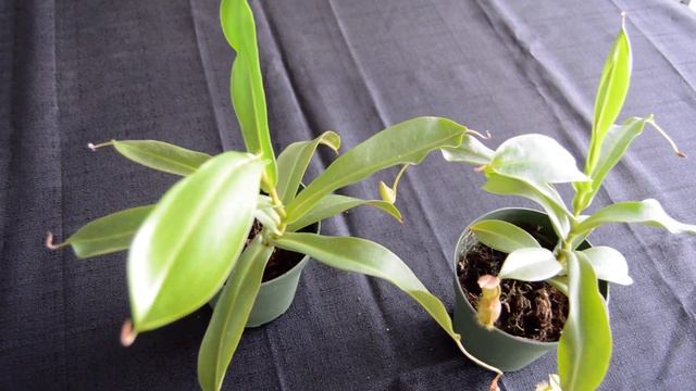 Nepenthes spathulata x hamata pitcher plant смотреть онлайн