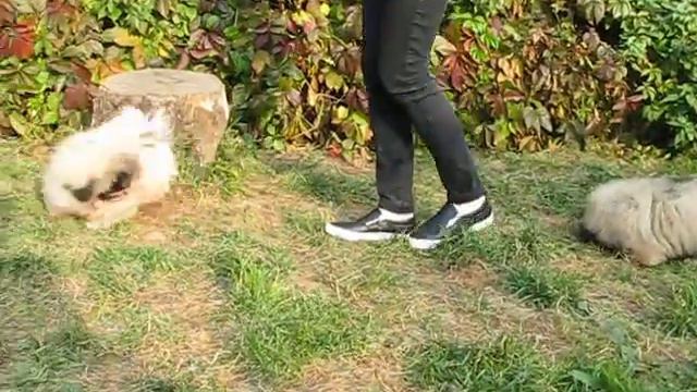 Пекинесы рожд.10.06.2016. смотреть онлайн