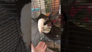 Крыса Дамбо, рекс, сиамский окрас. Мося.