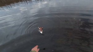 RUS|ENG Охота на уток в Якутии | Охота с Сайга 12 | Сааскы кус 2022 Сезон сабыы | Solo Duck Hunting