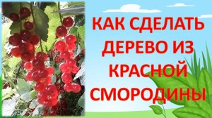 КАК ВЫРАСТИТЬ СМОРОДИНОВОЕ ДЕРЕВО. ШТАМБОВАЯ СМОРОДИНА. СМОРОДИНА НА ШТАМБЕ.
