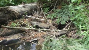 76 Серия Сходили на реку, Тайга, Солим Рыбу Хариус, Пошли к Реке, нашел Тирольскую палочку