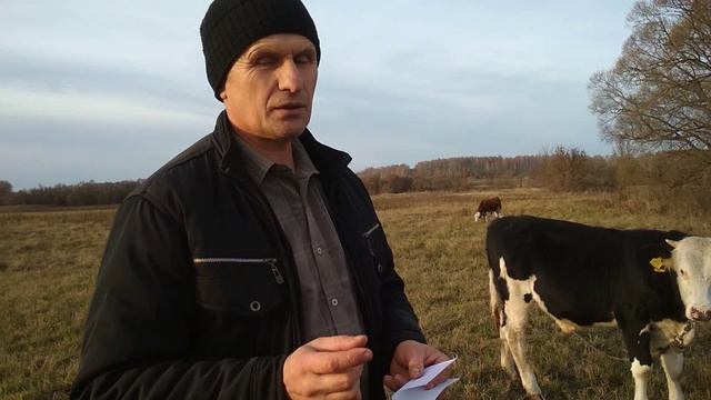 Как определить живой вес быков без весов.