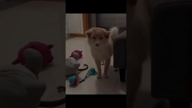 ДомашниеПитомцы
