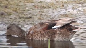 Серая утка (лат. Mareca strepera).mp4