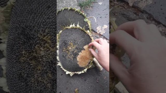 Подсолнух#шортс смотреть онлайн