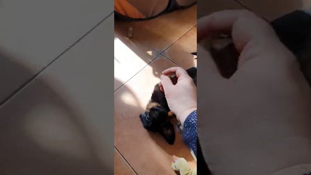 Щенки пти-брабансона. смотреть онлайн