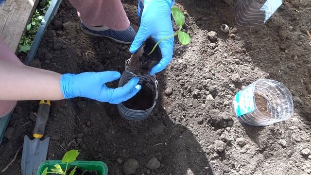 Сажаем Огурцы в Банке смотреть онлайн