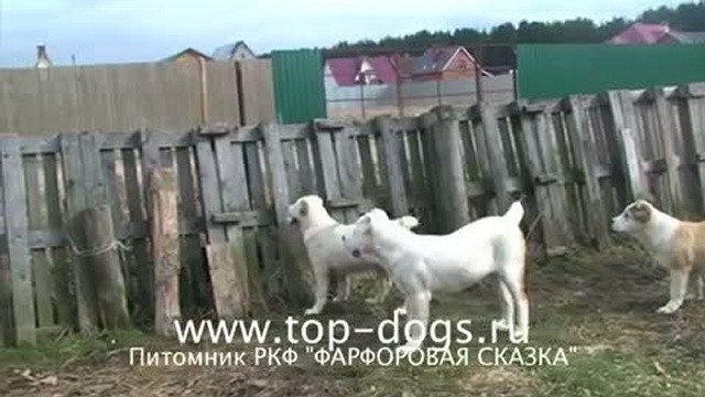 щенки Среднеазиатской овчарки .Среднеазиатская овчарка.
