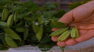 Инструкция для начинающих огородников: как сажать горох правильно, чтобы получить богатый урожай