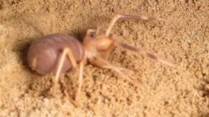 Solifugae starting to dig hole 2 :-)