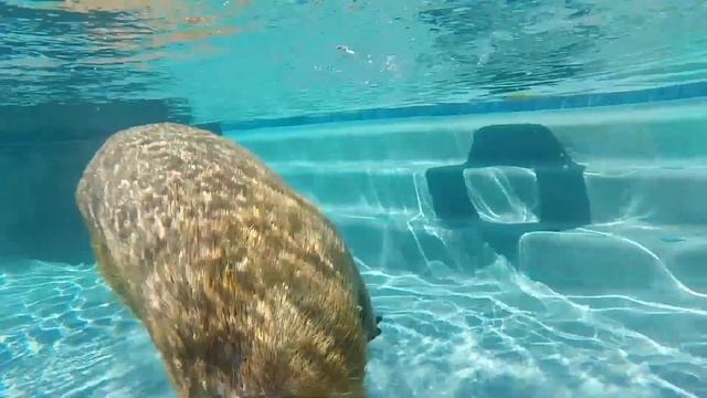 Pet Capybaras Swimming in the pool смотреть онлайн