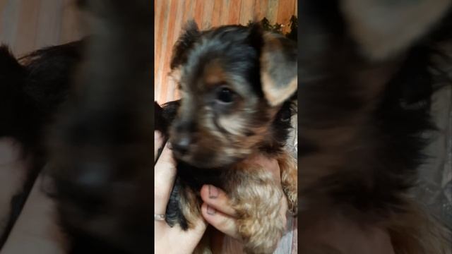 Щенята?.mp4