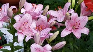 ЦВЕТЫ на КЛУМБАХ у МНОГОЭТАЖЕК - ОАЗИСЫ в СИБИРСКОМ ГОРОДЕ-МИЛЛИОННИКЕ