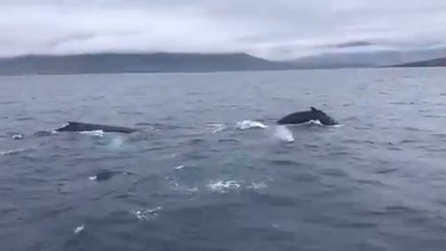 Треккинг в Исландии, август 2018 смотреть онлайн