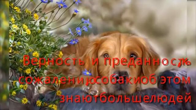 СОБАЧЬЯ ВЕРНОСТЬ.
