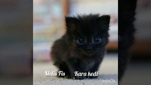 Melis Fis kara kedi 🤍#melisfis #karakedi #serdarortaç #turkishsong #türkpop #song #foryou