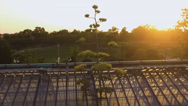 AGAVE AMERICANA BLOOMING смотреть онлайн
