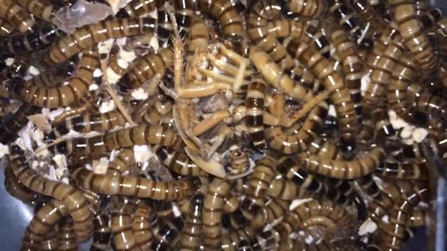 Неудачно перелинявший таракан Archimandrita tessellata пошёл на корм зофобасам смотреть онлайн