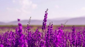 От тревоги к спокойствию @coachingwithmarina7941  ©️Music provided by Nature Healing Society©️