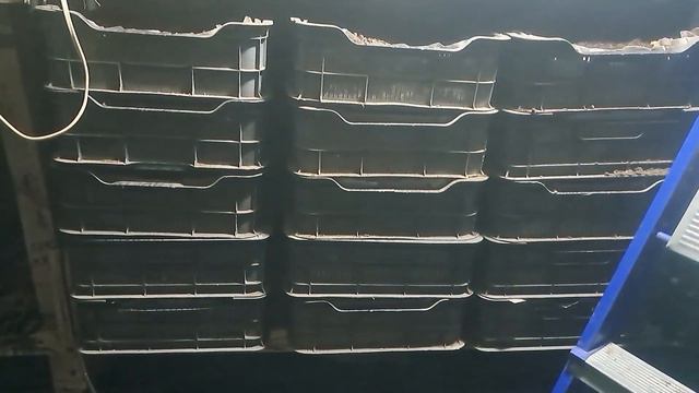 Как мы храним маточный корень малины и ежевики зимой . смотреть онлайн