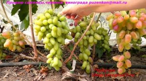 Виноград РОЗОВЫЙ СУПЕР грозди от 1.5 кг и крупными ягодами по 20 гр Кишмиш Цимус селекция Крайнова