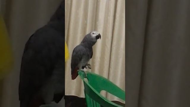 ГОВОРЯЩИЙ ПОПУГАЙ ЖАКО МОНЯШКА БОЛТАЕТ НА СВОЕМ ЯЗЫКЕ :))