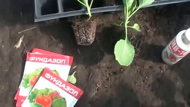 Кассетная рассада капусты. Подготовка к высадке в грунт // секреты хороших урожаев.