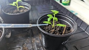Я одна из тех садоводов, что выращивает много помидор с 10 кустиков. Делюсь ценными секретами.