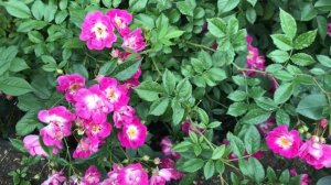 Красивые розы. Плетистая роза Перениал Блю (3 зона )