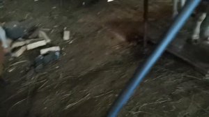 Обзор нашей фермы на 20 голов крс.