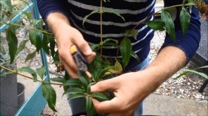 How to Take Buddleia Cuttings